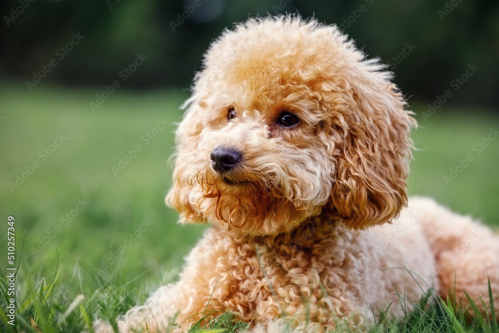 Cute brown dog breed of toy poodle sits on the lawn and looks away at an empty space. Curly puppy lie on a green lawn. Cute brown dog breed of toy poodle sits on the lawn and looks away at an empty space. Curly puppy lie on a green lawn.