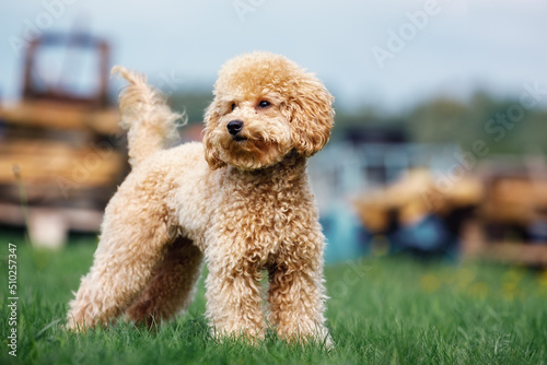 Purebred curly poodle dog, standing on the green grass in the yard. Photo of a cute puppy from below © Linas T