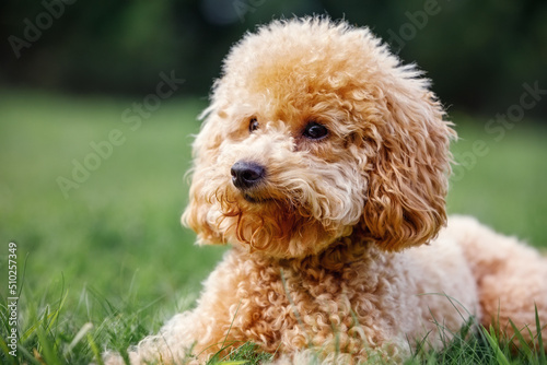 Cute brown dog breed of toy poodle sits on the lawn and looks away at an empty space. Curly puppy lie on a green lawn.