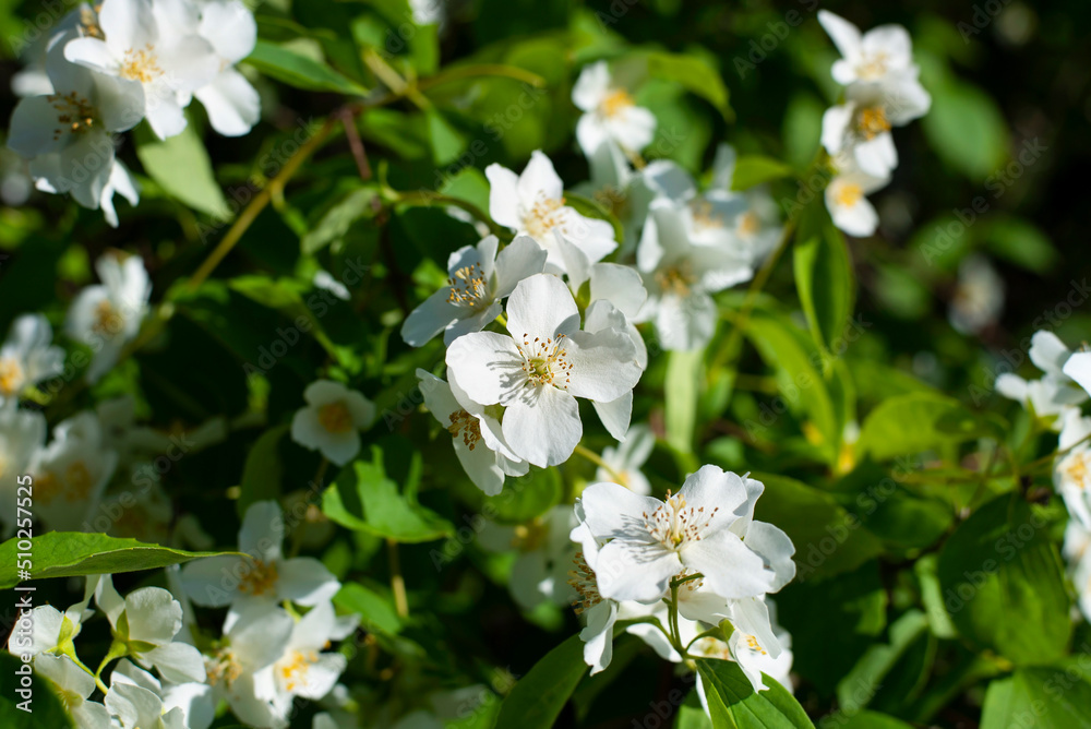 White flowers of jasmine bloom profusely in early summer on green bushes, the pleasant smell of jasmine flowers always lifts the mood, close White flowers of jasmine bloom profusely in early summer on green bushes, the pleasant smell of jasmine flowers always lifts the mood, close