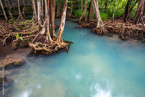 Mangrove and crystal clear water stream canal at Tha Pom Klong Song Nam mangrove wetland, Krabi, Thailand © Doloh