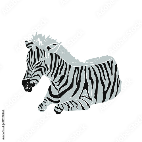 Illustration  Beautiful zebra image  used in general work
