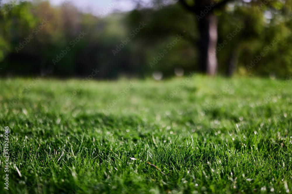 Fresh green grass in an alpine meadow in sunlight