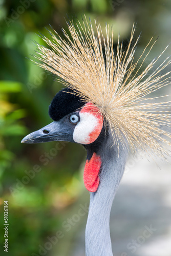 The grey crowned crane (Balearica regulorum) is a bird in the crane family, Gruidae. It is found in eastern and southern Africa, and is the national bird of Uganda.