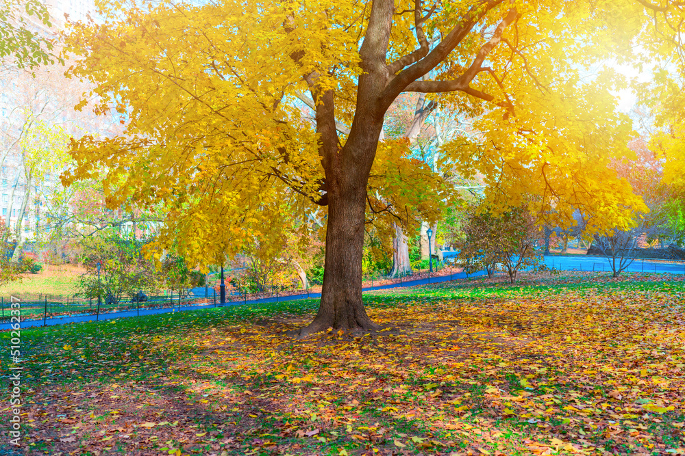 Beautiful autumn tree in Central Park, New York, USA. Epic landscape concept Beautiful autumn tree in Central Park, New York, USA. Epic landscape concept