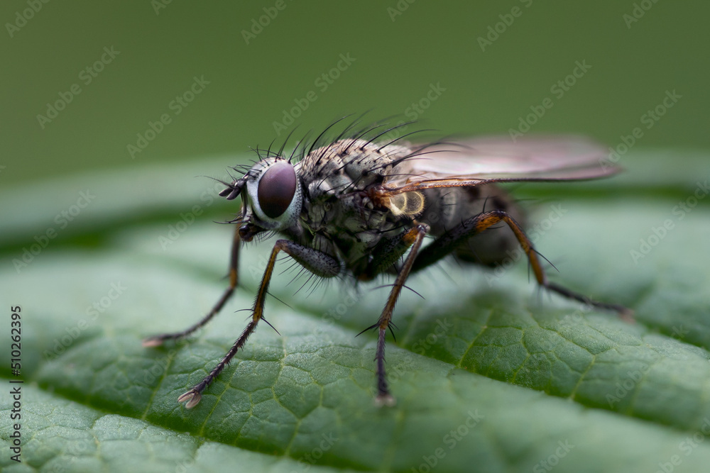 Macro photo of a hairy fly sitting on a green leaf with green background seen from the side Macro photo of a hairy fly sitting on a green leaf with green background seen from the side