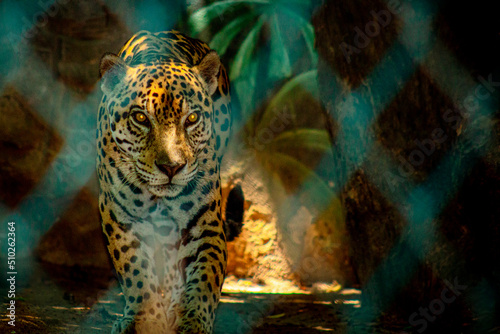 Fototapeta Mirada de Leopardo
