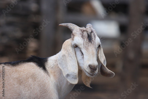 Fotografía criação de bodes e cabras no nordeste do brasil