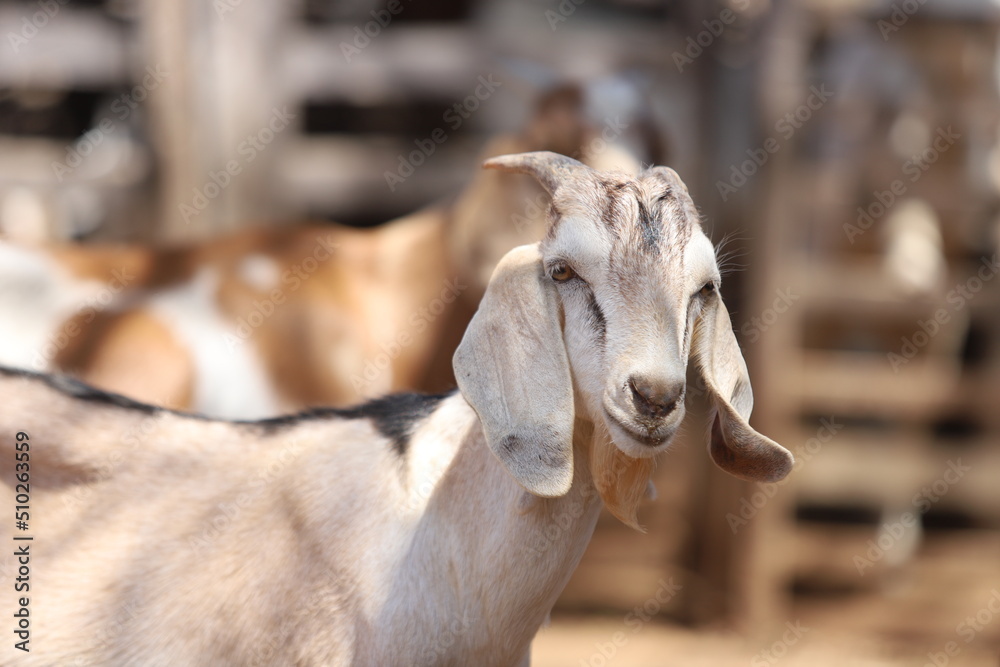 criação de bodes e cabras no nordeste do brasil criação de bodes e cabras no nordeste do brasil