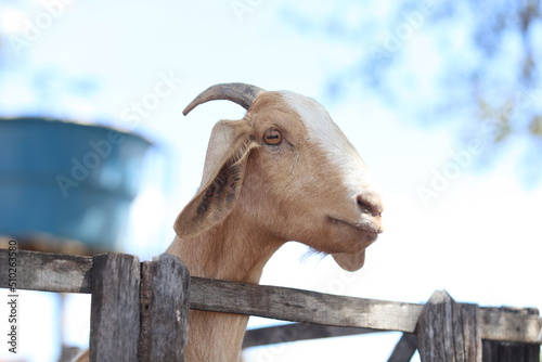 Cuadro en lienzo criação de bodes e cabras no nordeste do brasil