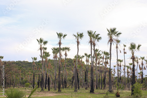 Wallpaper Mural carnaúba no nordeste do brasil Torontodigital.ca