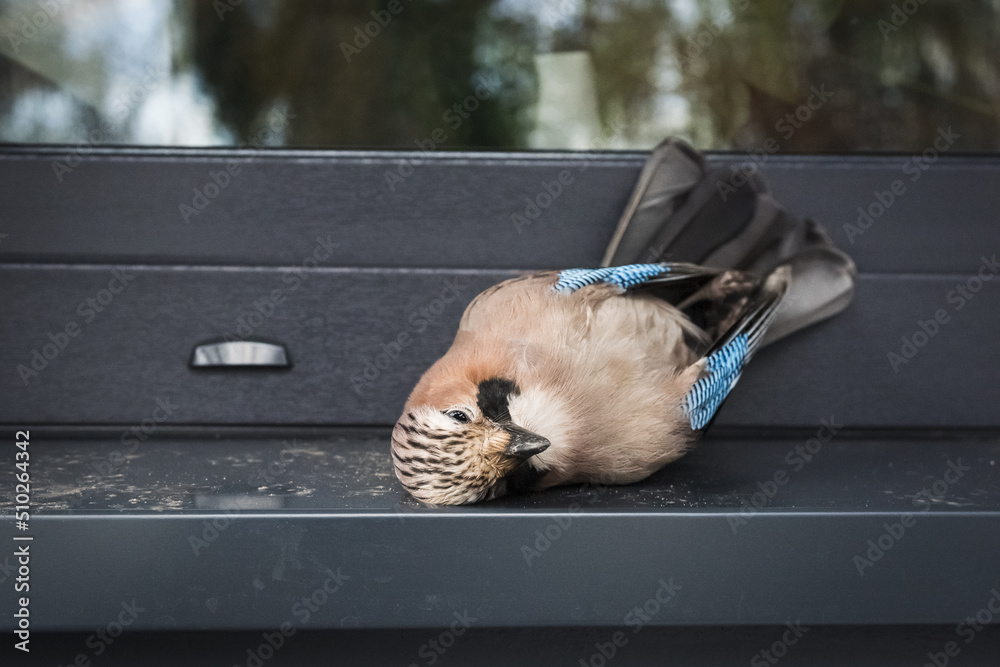 Dead jay after colliding with window