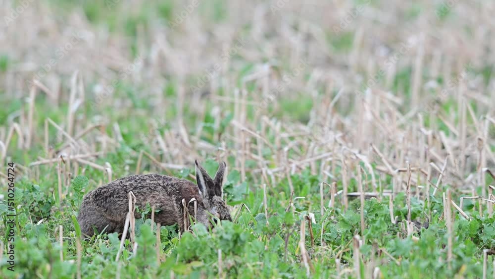 Brown hare looking for food in a field in springtime, north rhine westphalia, march, (lepus capensis), germany Brown hare looking for food in a field in springtime, north rhine westphalia, march, (lepus capensis), germany