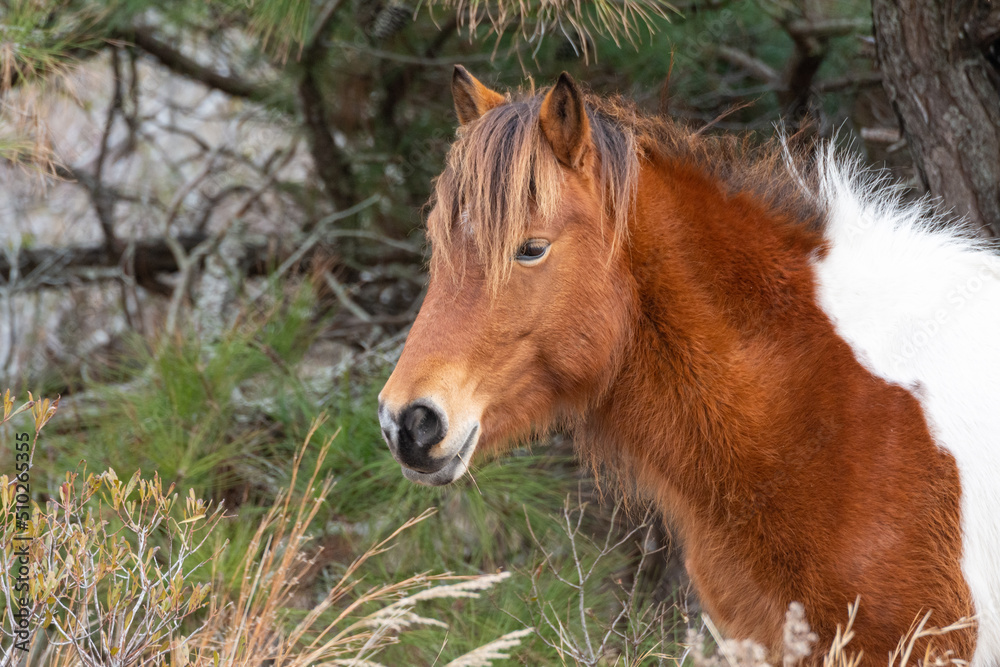 Fototapeta premium Wild Pony in Winter