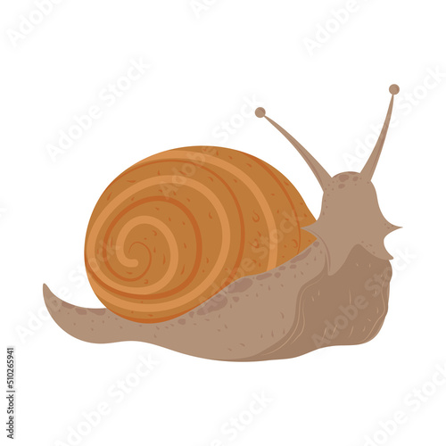 snail mollusk animal
