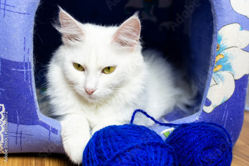Cuadro en lienzo A young white cat of the Turkish van breed (angora) lies in a fabric house with a ball of blue threads