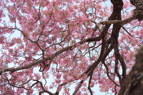 Pink flowering ipê in northeastern brazil