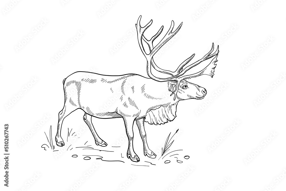 Hand drawn vector silhouette of deer for the design of banners posters