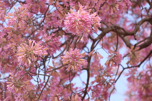 Pink flowering ipê in northeastern brazil