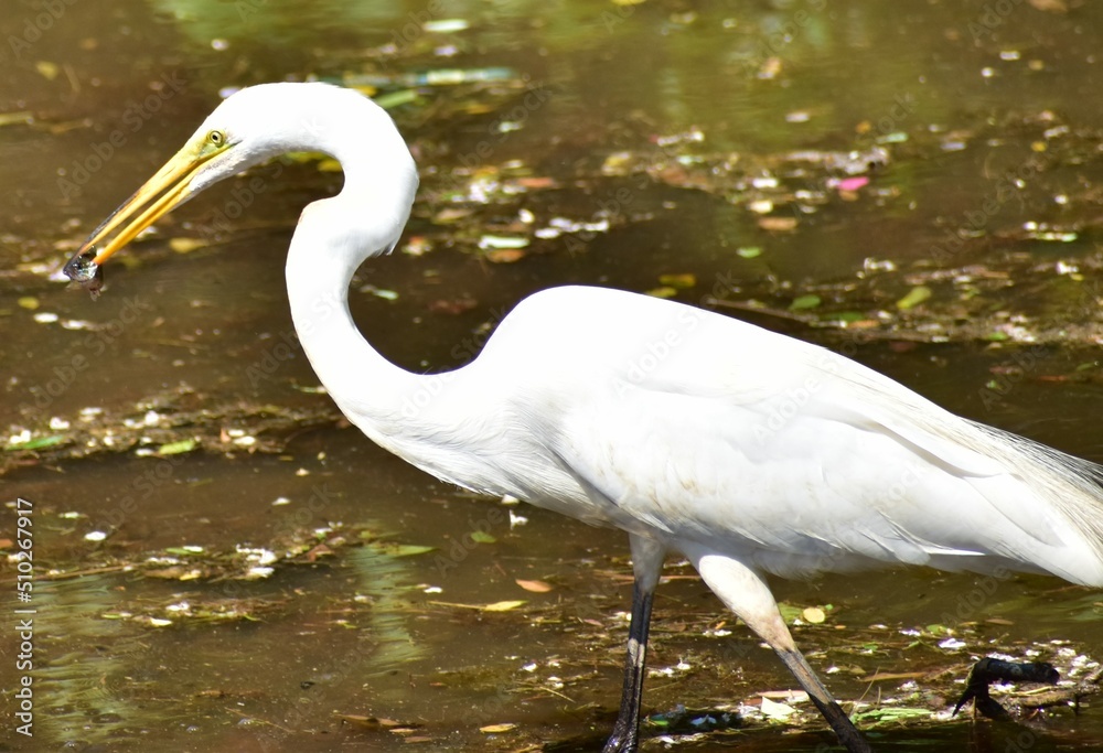Obraz premium Great Egret