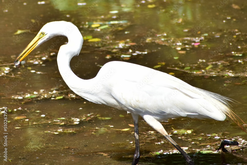 Naklejka premium Great Egret