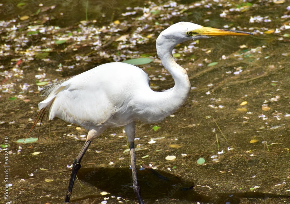 Naklejka premium Great Egret
