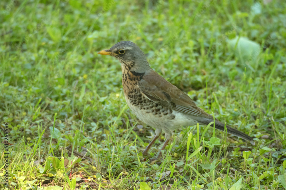 portrait of a fieldfare thrush portrait of a fieldfare thrush