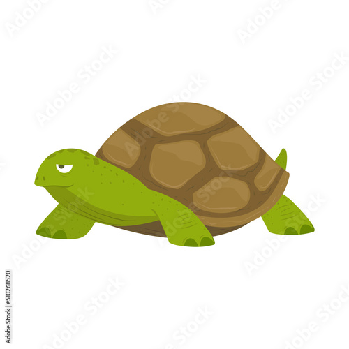 marine turtle animal
