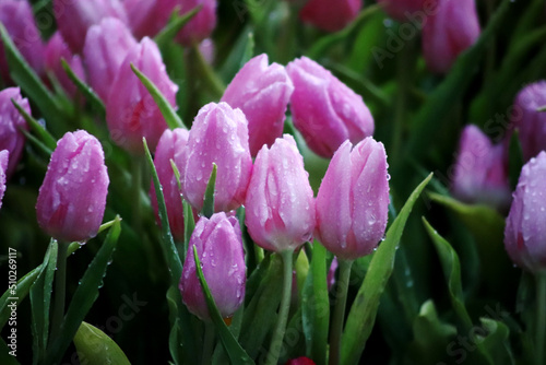close up bright pink tulips with fresh green leaves
