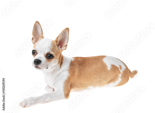 Beautiful and cute white and brown mexican chihuahua dog over isolated background. Studio shoot of purebreed miniature chihuahua puppy.