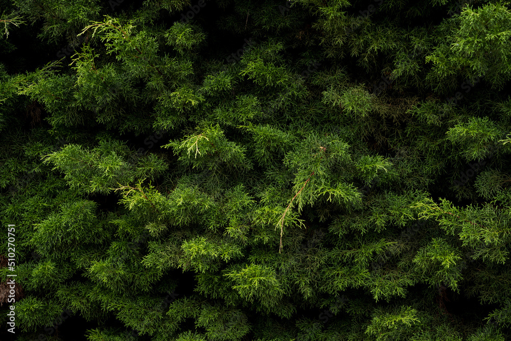 Full frame shot of Pine Foliage Plants, Pine tree