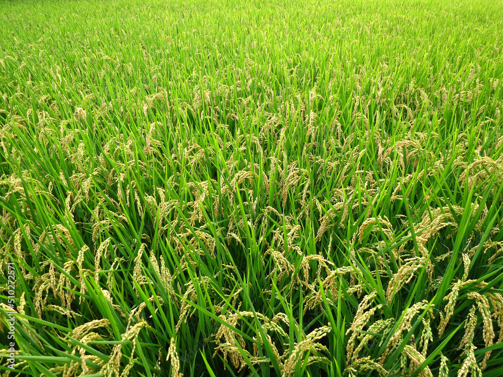 Paddy fields Paddy fields