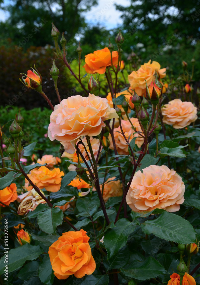 Orange farbige Rosen blühen edel am Strauch Orange farbige Rosen blühen edel am Strauch