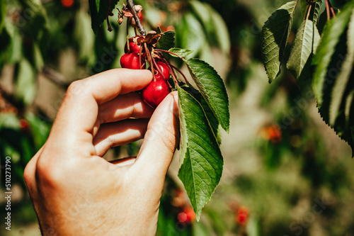 hand holding cherry berries on a tree branch with green leaves in the garden Fototapet
