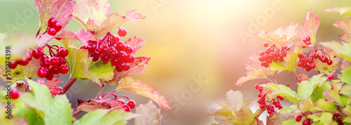 Autumn background with red berries of viburnum on a blurred background in sunny weather photo