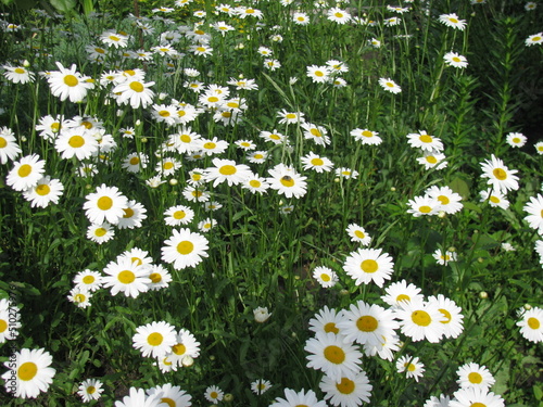 White daisies. Lots of white daisies.