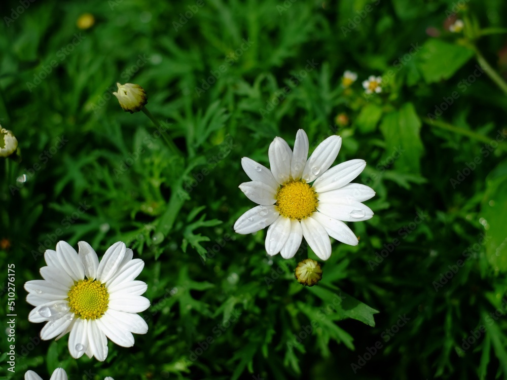 Obraz premium white daisy flower
