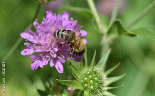 Biene auf einer lila Witwenblume © christiane65