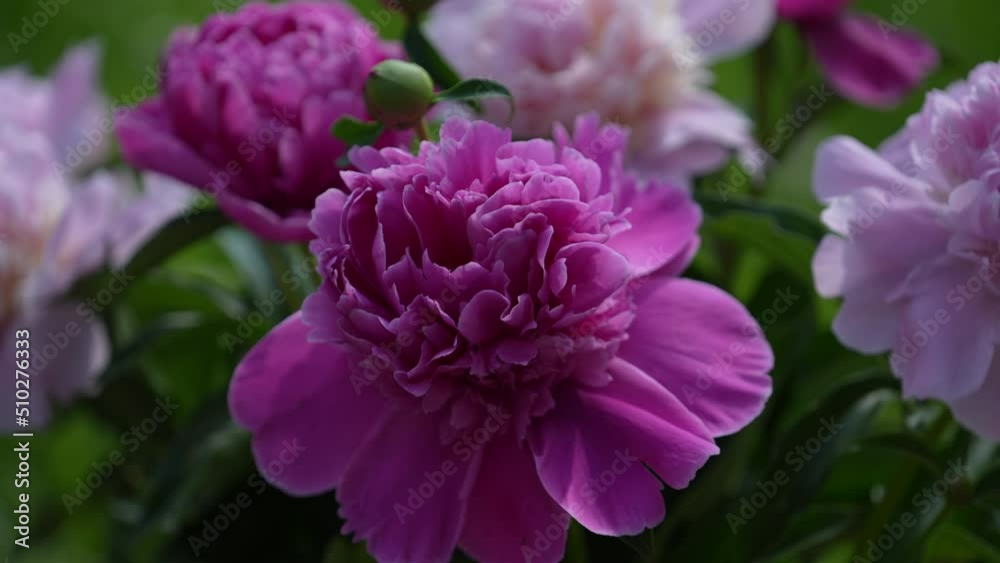 Beautiful bouquet of flowers pink peonies in garden, Ukraine. Colorful peonies sway in the wind, close up
