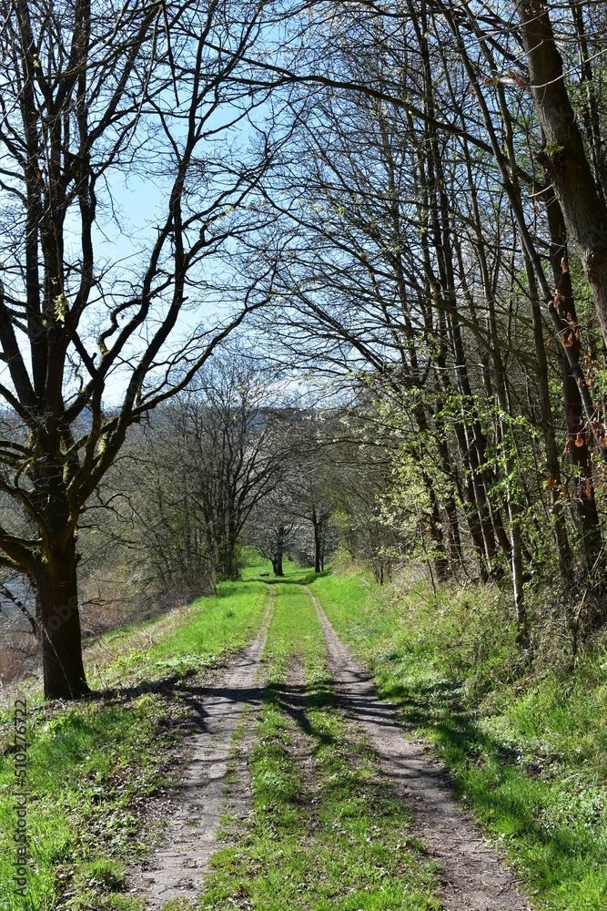 Fototapeta premium Wald - Bäume - Natur