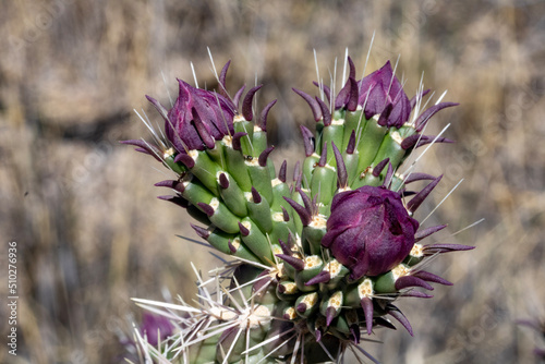 flower desert