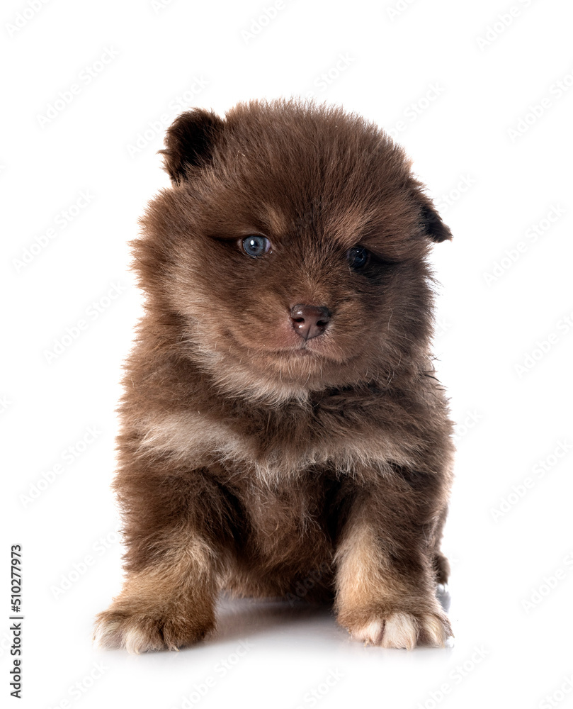 Obraz premium puppy Finnish Lapphund in studio