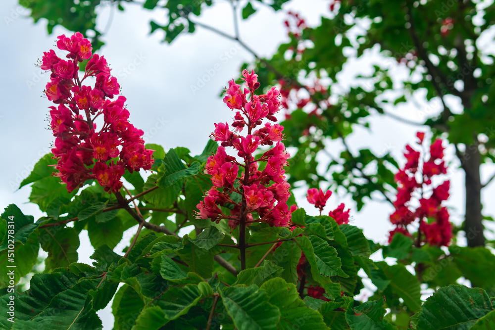 bright red inflorescences of red horse-chestnut on tree branches close-up bright red inflorescences of red horse-chestnut on tree branches close-up
