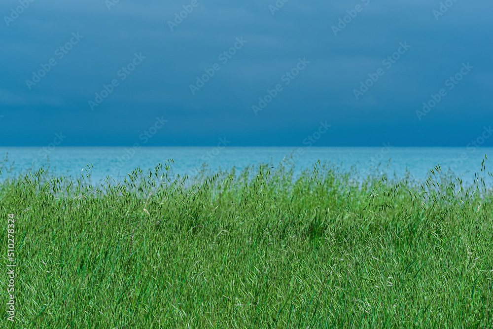 meadow with green eared grass on the seashore