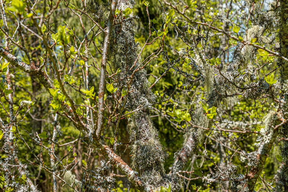 Straw beard lichen, other fungi and moss on the tree branch Straw beard lichen, other fungi and moss on the tree branch