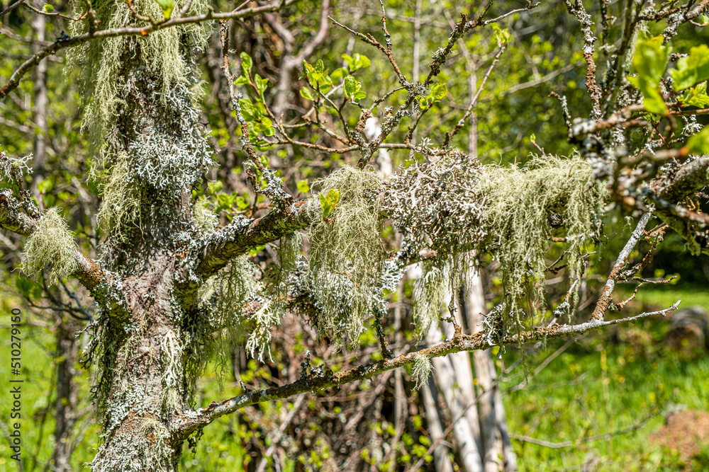 Straw beard lichen, other fungi and moss on the tree branch