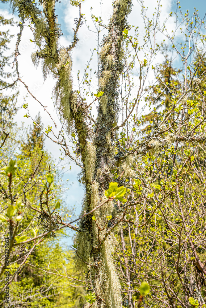 Fototapeta premium Straw beard lichen, other fungi and moss on the tree branch