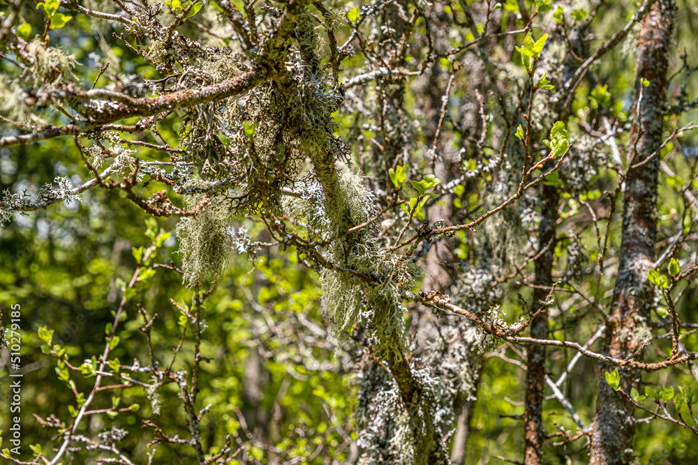 Fototapeta premium Straw beard lichen, other fungi and moss on the tree branch
