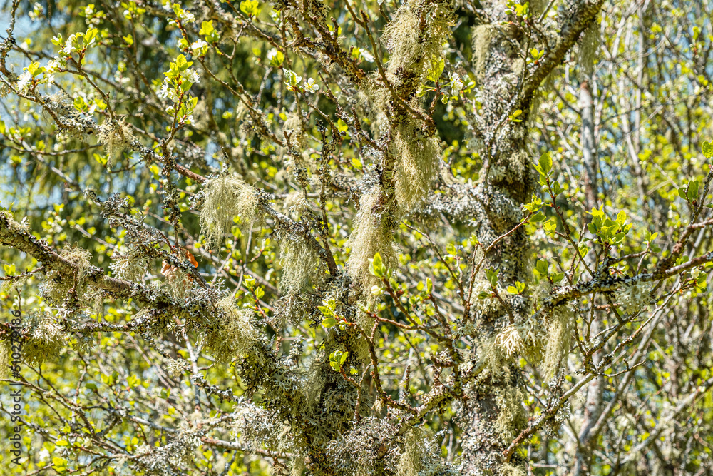 Fototapeta premium Straw beard lichen, other fungi and moss on the tree branch