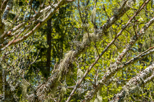 Straw beard lichen, other fungi and moss on the tree branch © Roberto Sorin